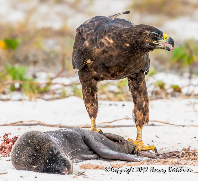 3342 Galapagos hawk, feasting on a dead sea lion.jpg